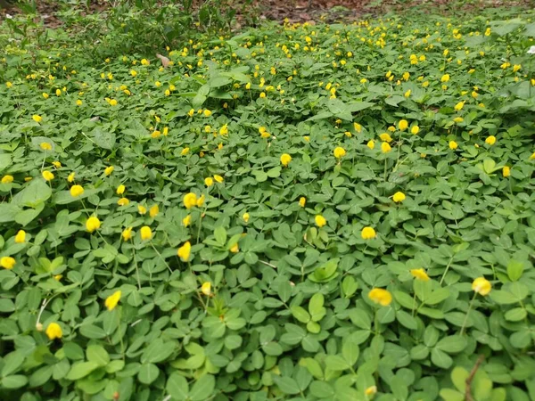 Pole Pełne Malutkich Kwiatów Arachis Pintoi — Zdjęcie stockowe