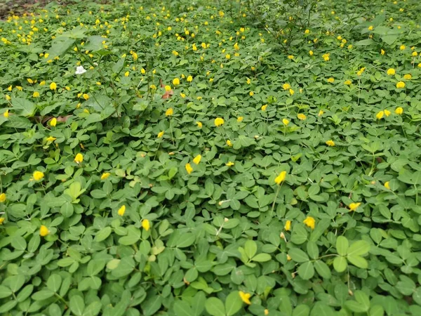 Поле Полное Крошечных Цветков Арахис Пинтой — стоковое фото