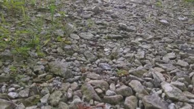 Çiftlikteki pis çakıl yolu..