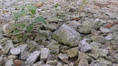 Çiftlikteki pis çakıl yolu..