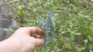 Beyaz tüylü balmumu mealybug psödococcidae paraziti 