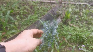 Beyaz tüylü balmumu mealybug psödococcidae paraziti 