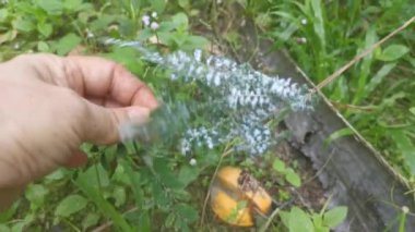 Beyaz tüylü balmumu mealybug psödococcidae paraziti 
