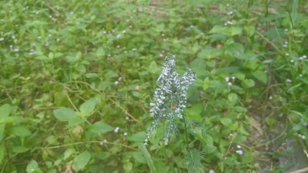 Bílý Chlupatý Voskovitý Mealybugs Pseudococcidae Parazit — Stock video