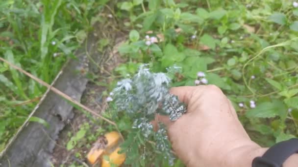 Vit Luddig Vaxartad Mealybugs Pseudococcidae Parasit — Stockvideo