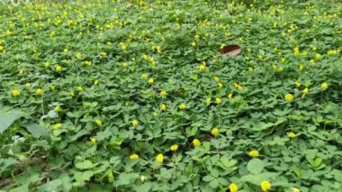 Minik Arachis pintoi çiçeğiyle dolu bir tarla..