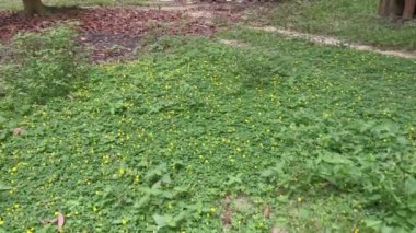 Minik Arachis pintoi çiçeğiyle dolu bir tarla..