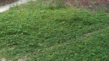 Minik Arachis pintoi çiçeğiyle dolu bir tarla..