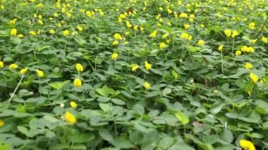 Minik Arachis pintoi çiçeğiyle dolu bir tarla..