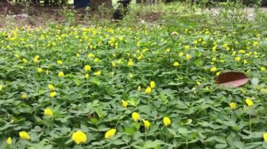 Minik Arachis pintoi çiçeğiyle dolu bir tarla..