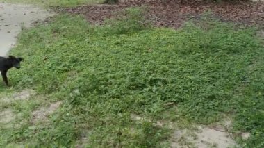 Minik Arachis pintoi çiçeğiyle dolu bir tarla..