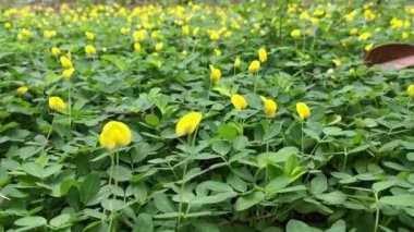 Minik Arachis pintoi çiçeğiyle dolu bir tarla..