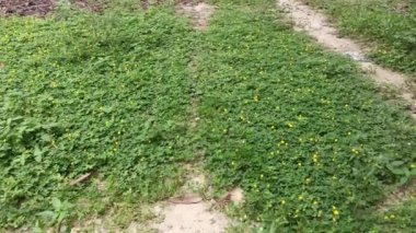 Minik Arachis pintoi çiçeğiyle dolu bir tarla..