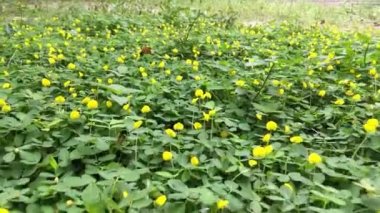 Minik Arachis pintoi çiçeğiyle dolu bir tarla..