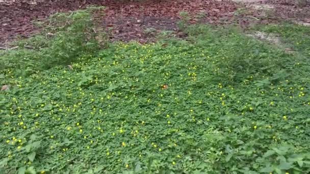 Feld Voller Winziger Arachis Pintoi Blüten — Stockvideo