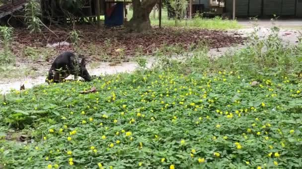 Fält Fullt Små Arachis Pintoi Blomma — Stockvideo