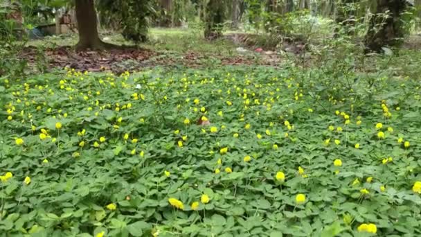 小さなアラシス ピントイの花でいっぱいの畑 — ストック動画