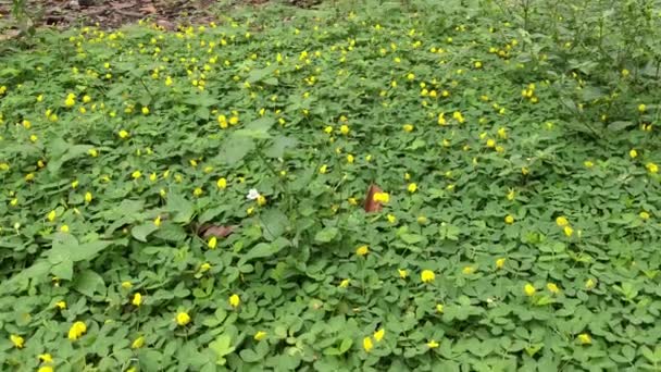 Fält Fullt Små Arachis Pintoi Blomma — Stockvideo