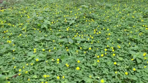 Pole Plné Drobné Květinky Arachis Pintoi — Stock video