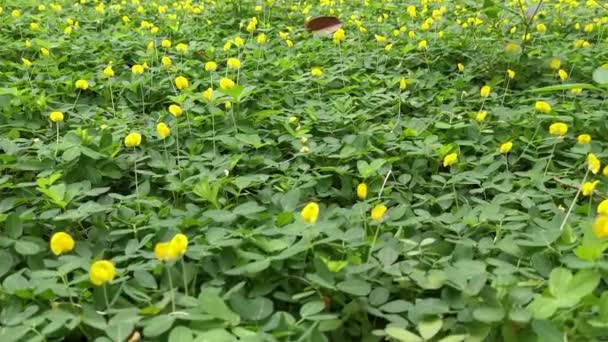 Feld Voller Winziger Arachis Pintoi Blüten — Stockvideo