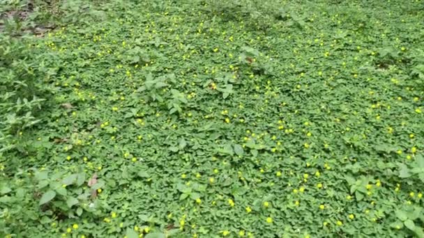 Campo Lleno Diminuta Flor Arachis Pintoi — Vídeo de stock