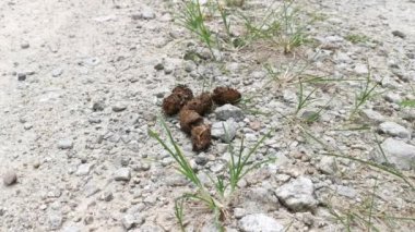 Kırsal yolda köpek dışkısı.