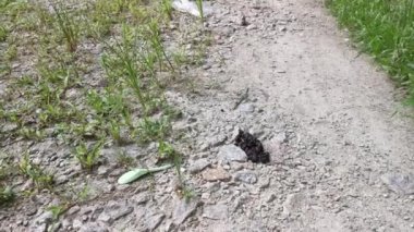 Kırsal yolda keçi pisliği.