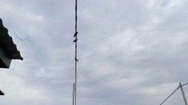 Sokak elektrik direğine tüneyen birkaç güvercin..