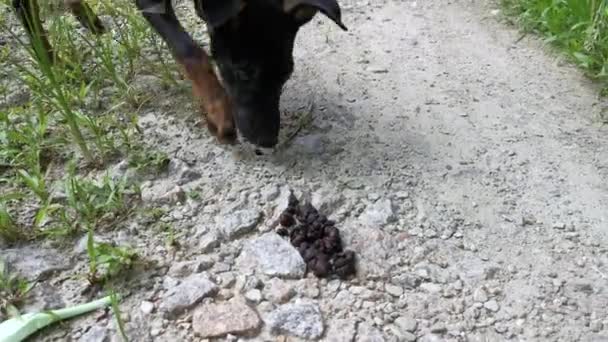 Ziegenkot Auf Der Landstraße — Stockvideo