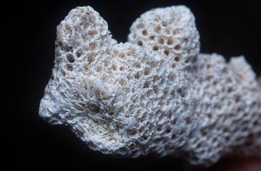 Kurumuş mercan iskeletinin yakın çekim görüntüsü..