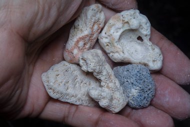 Kurumuş mercan iskeletinin yakın çekim görüntüsü..