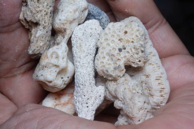 Kurumuş mercan iskeletinin yakın çekim görüntüsü..