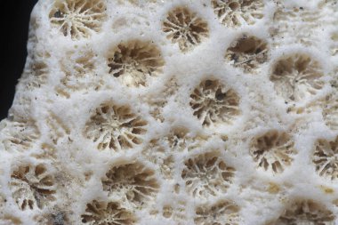 Kurumuş mercan iskeletinin yakın çekim görüntüsü..