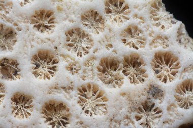 Kurumuş mercan iskeletinin yakın çekim görüntüsü..