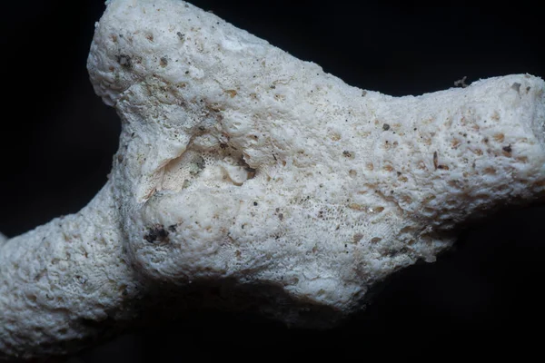Nahaufnahme Der Getrockneten Korallenskelettschale — Stockfoto
