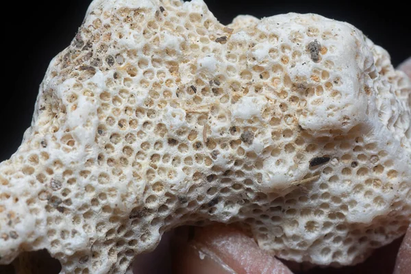 Closeup Shot Dried Coral Skeleton Shell — Stock Photo, Image