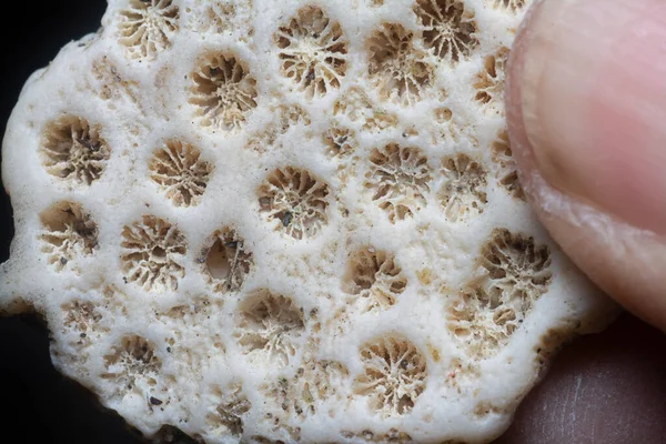 Closeup Shot Dried Coral Skeleton Shell — Stock Photo, Image