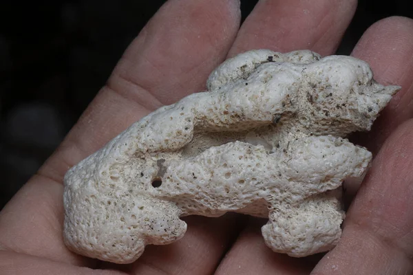 Nahaufnahme Der Getrockneten Korallenskelettschale — Stockfoto