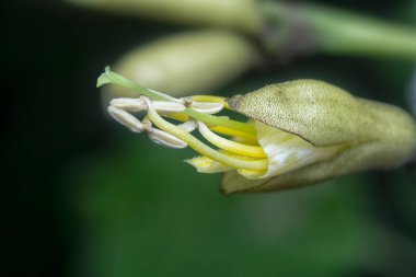 Tekoma çiçeğini yakından çek..