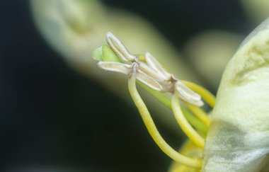 Tekoma çiçeğini yakından çek..