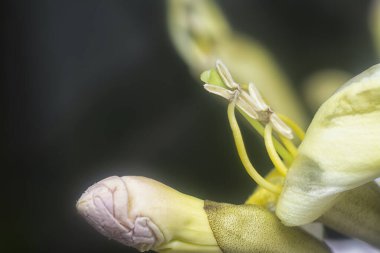 Tekoma çiçeğini yakından çek..