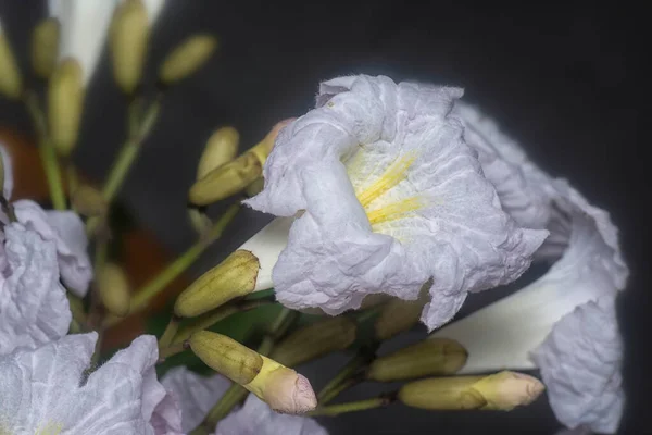 Closeup Shot Tecoma Stans Flower — Stock Photo, Image