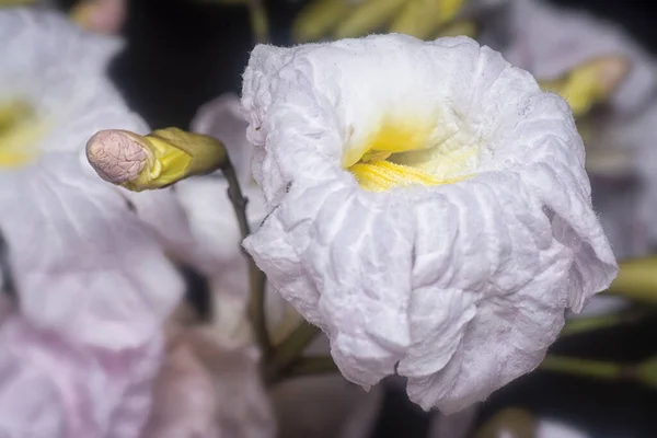 Крупним Планом Знімок Квітки Техоми — стокове фото