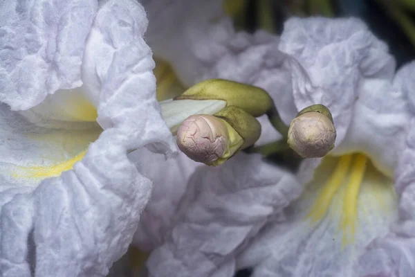 Крупним Планом Знімок Квітки Техоми — стокове фото