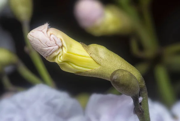 Closeup Shot Tecoma Stans Flower — Stock Photo, Image