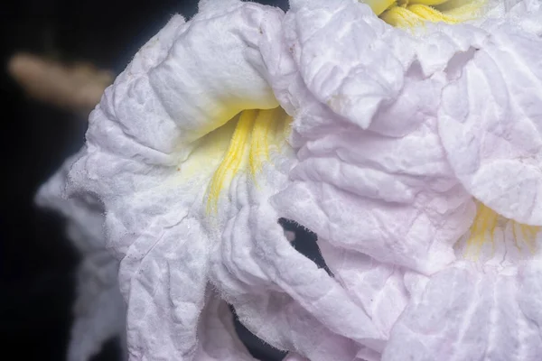 Gros Plan Fleur Stans Tecoma — Photo