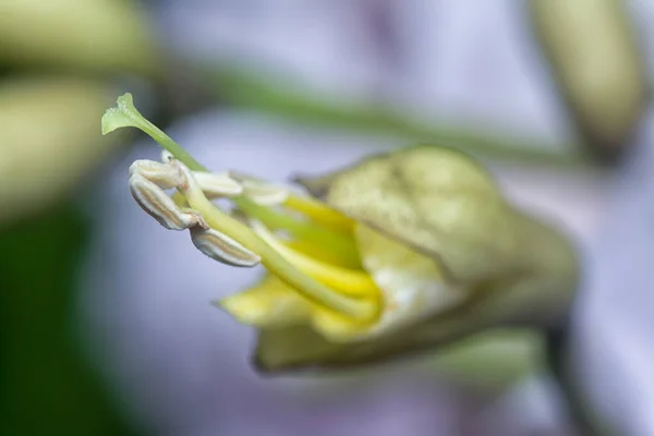 马蹄花的特写镜头 — 图库照片