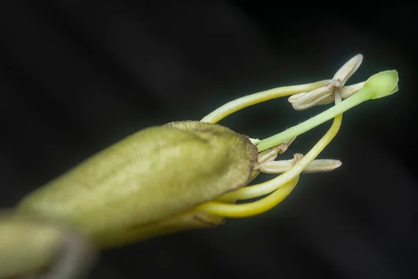 テクトマ スタンの花のクローズアップ — ストック写真