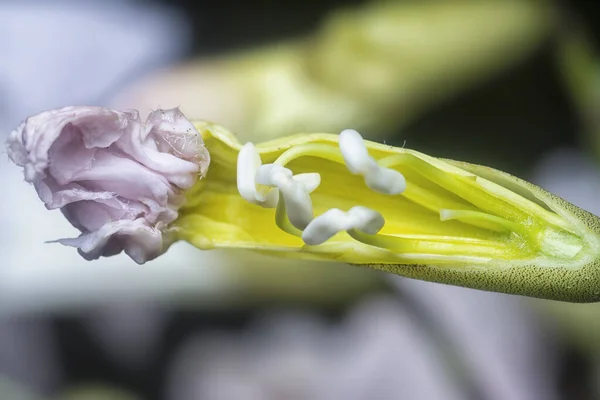 马蹄花的特写镜头 — 图库照片