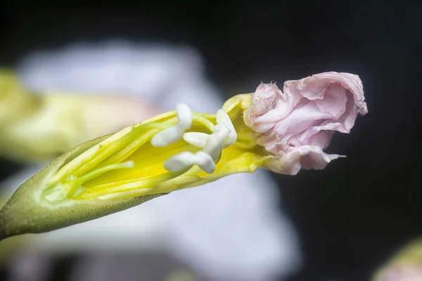 马蹄花的特写镜头 — 图库照片